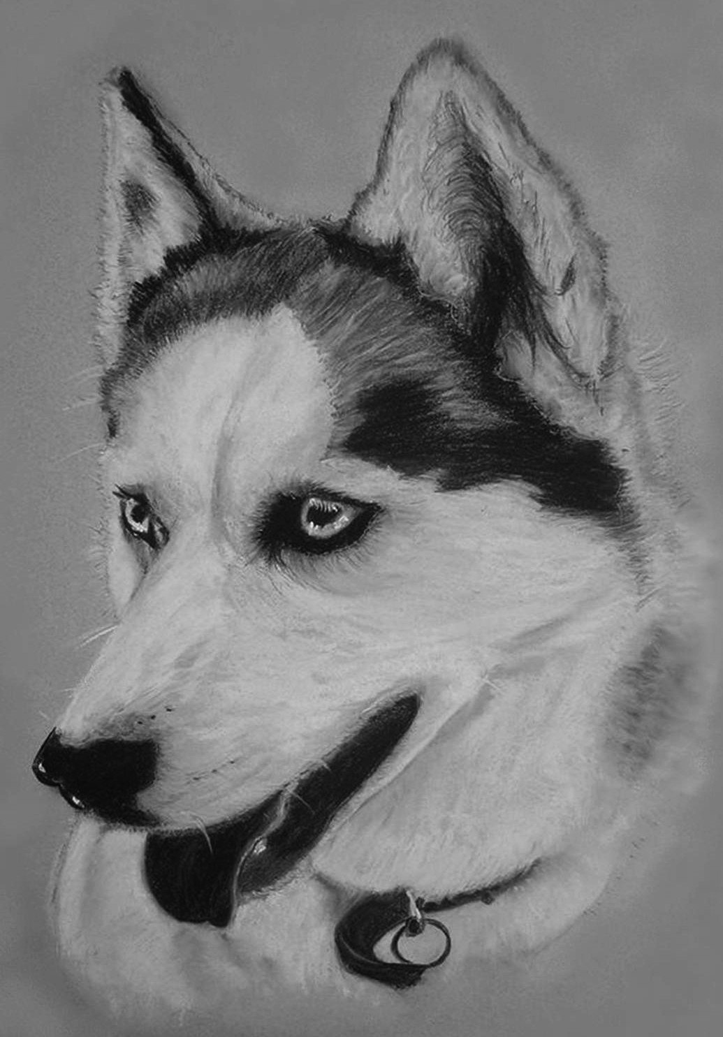 Commande client
Chien Youski