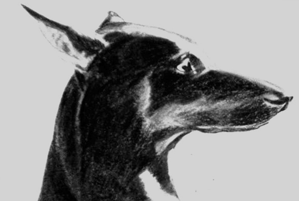 Chien Doberman
Commande client
