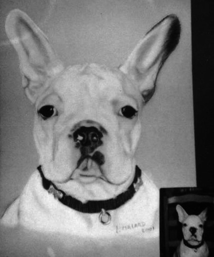 Chien Dogue Fran&ccedil;ais
Commande client