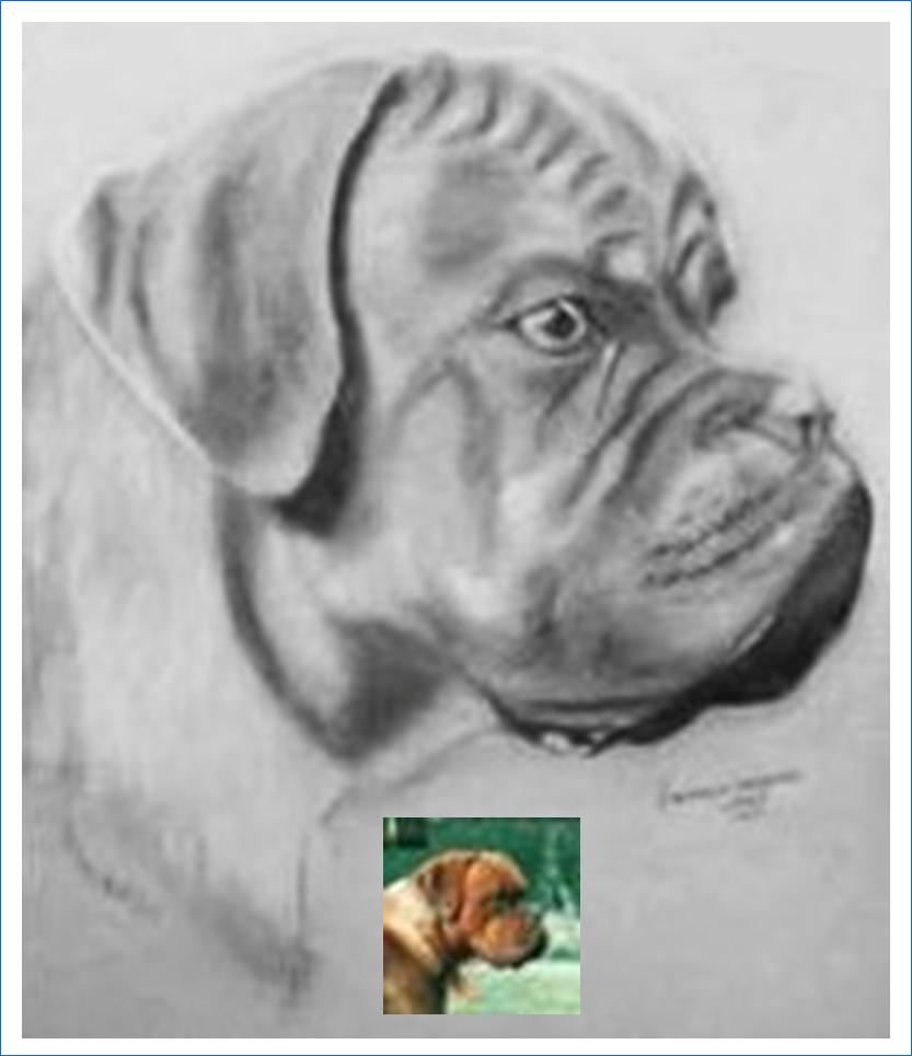 Hooligan (3 ans) Dogue de Bordeaux (fusain)